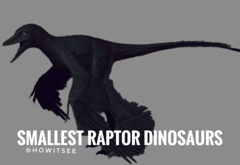 Top 10 Smallest Raptor Dinosaurs