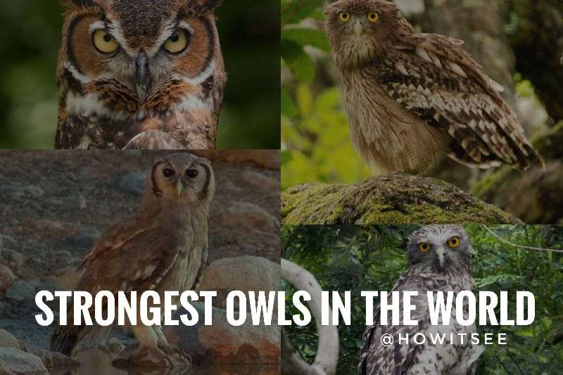 Strongest Owls in the world