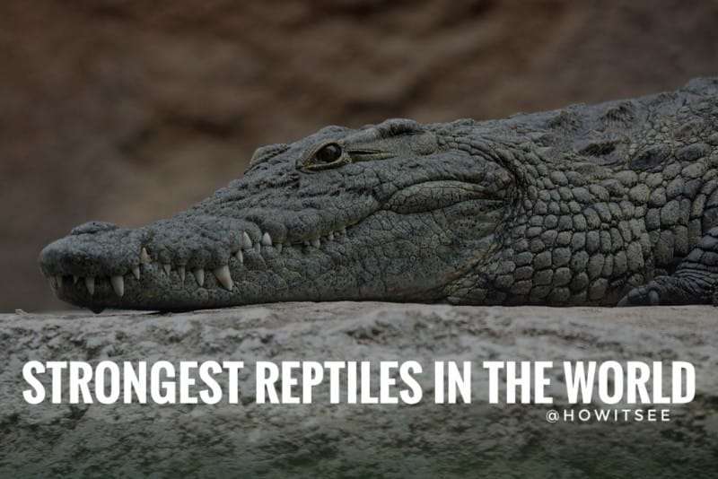 Top 10 Strongest Reptiles in the World