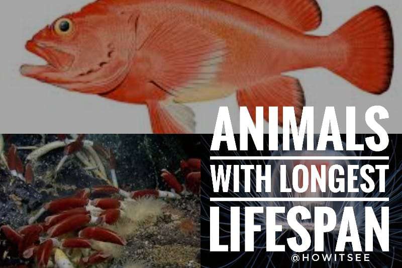 Top 15 Animals with Longest Lifespan