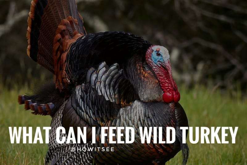 What can I Feed a Wild Turkey in Different Seasons