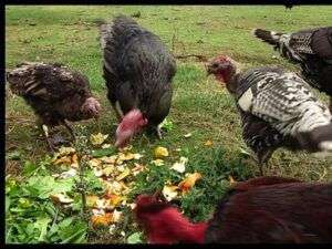 Turkey-eating-vegetable-scraps