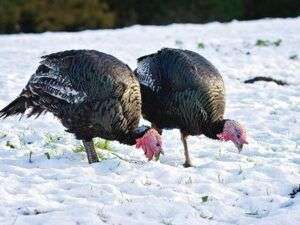 Turkeys-foraging-in-the-snow