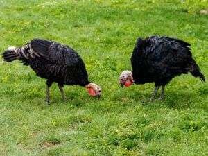 Turkeys-nibbing-on-grasses