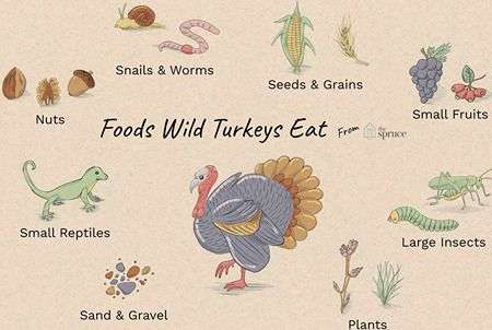 What Turkeys eat