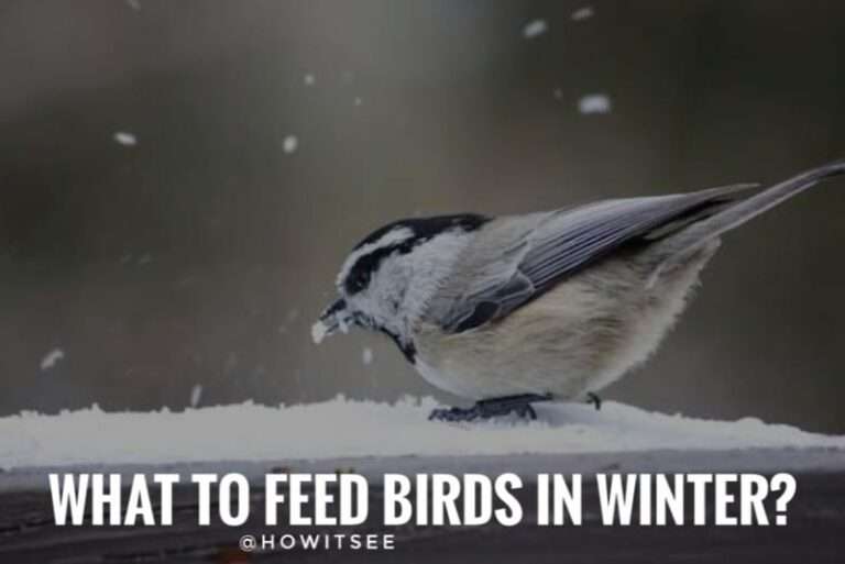 What to Feed Birds in Winter (New Winter Foods)