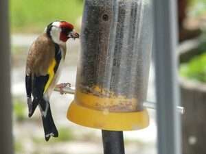 Finch-eating-Nyjer-seeds