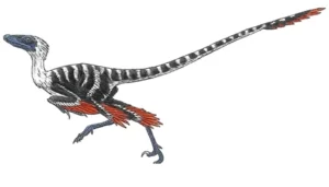 Graciliraptor