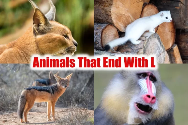 Animals That End With L