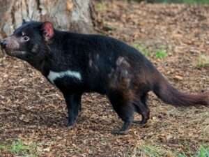 Tasmanian-Devil