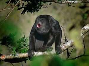 Black-Howler-Monkey