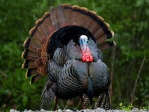 Eastern-Wild-Turkey