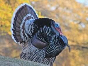 Goulds-Wild-Turkey