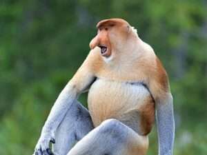 Proboscis-Monkey
