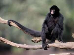 Spider-Monkey