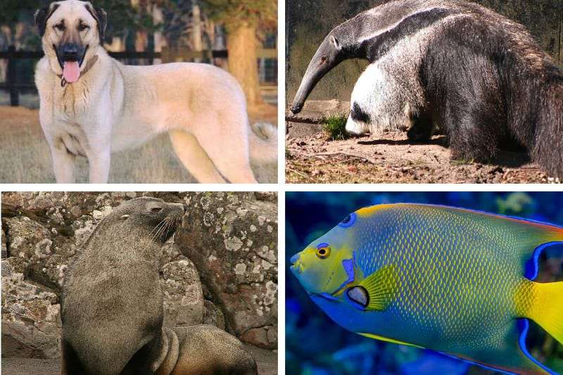 Animals that start with an