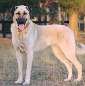 Anatolian Shepherd Dog