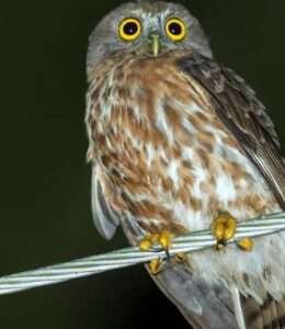 Andaman Hawk-Owl