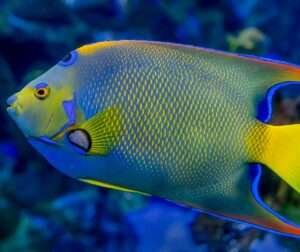 Angelfish