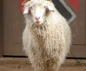 Angora Goat