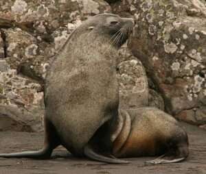 Antarctic Fur Seal