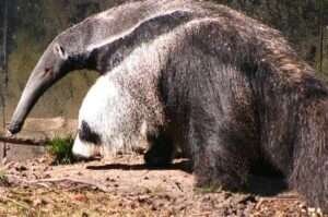 Anteater