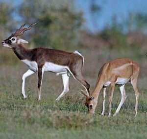 Antelope