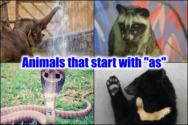 Animals that start with as