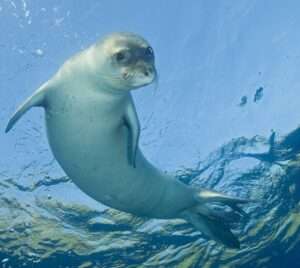 Mediterranean Monk seal