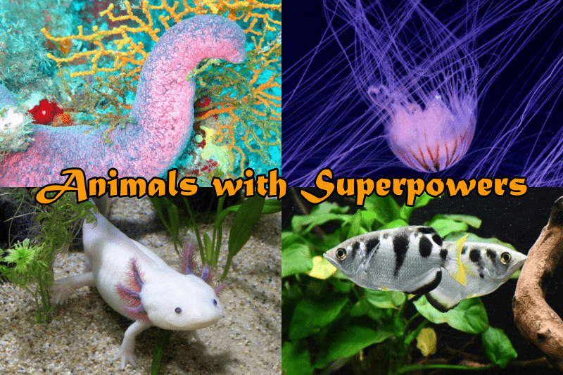 Animals with Superpowers