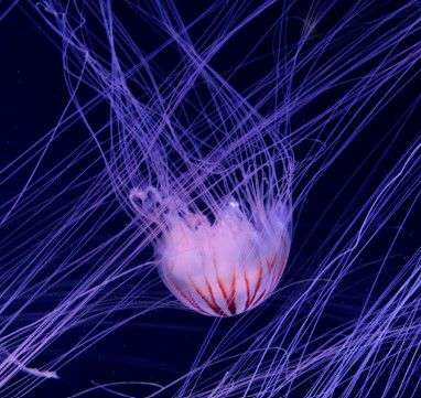 Immortal Jellyfish  