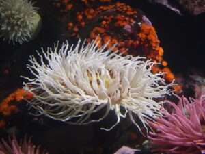 Sea-Anemone