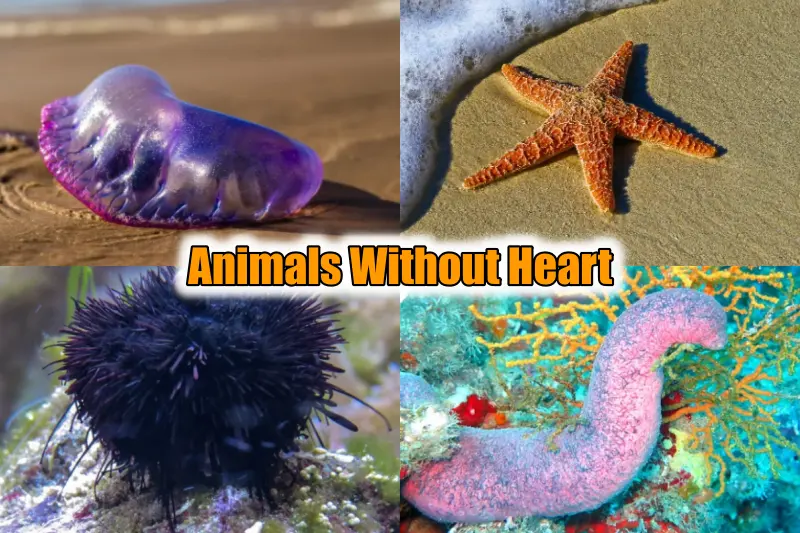 Animals without Hearts