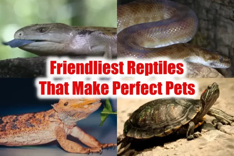 Friendliest Reptiles That Make Perfect Pets