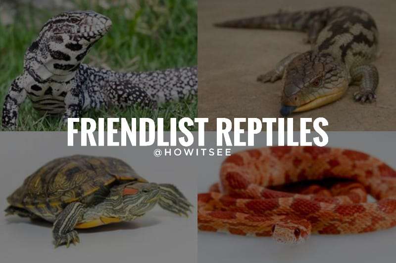 Friendliest Reptiles that make perfect pets