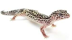 Leopard-Gecko