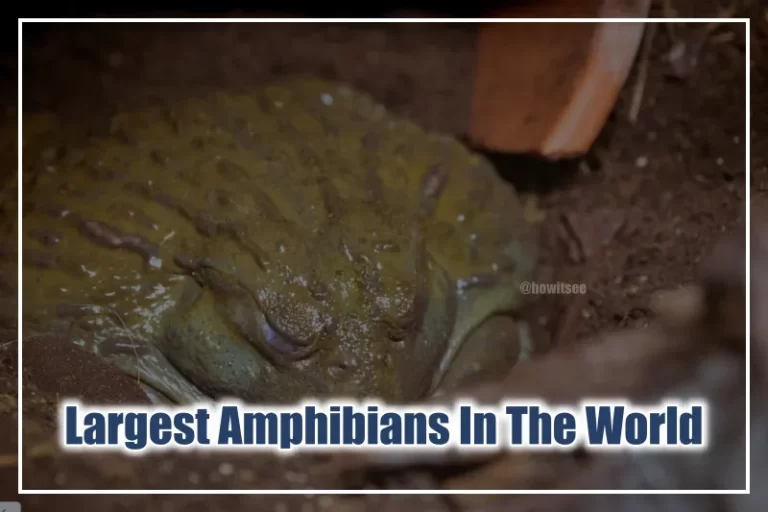 Largest Amphibians