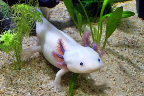 Axolotl 