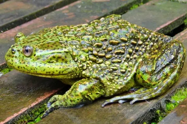 Chilean Giant Frog