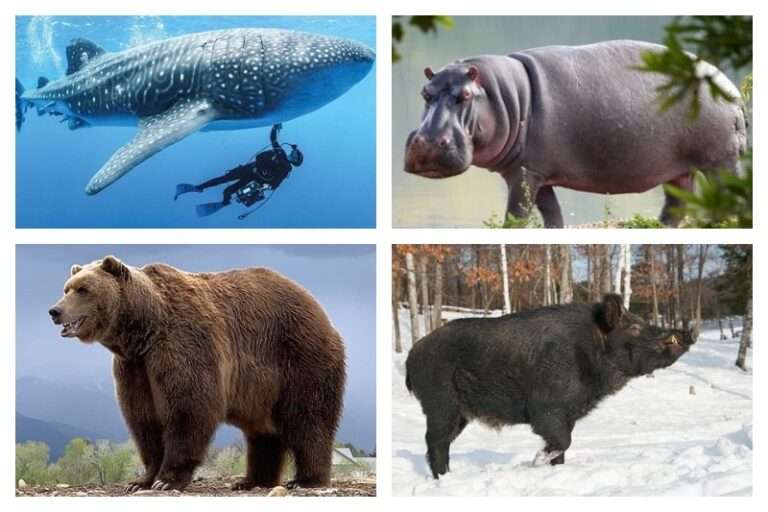 Largest-Omnivores-in-the-world