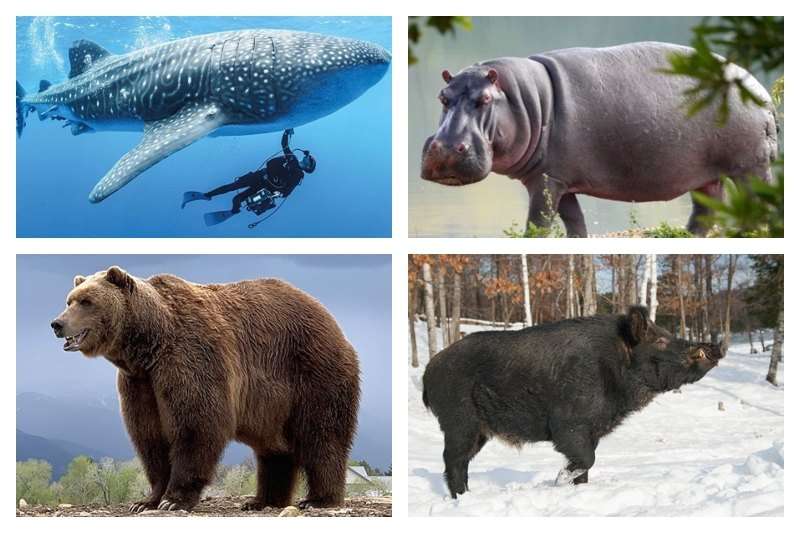 Top 10 Largest Omnivores in the world (Biggest Omnivores 2023) -
