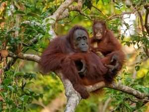 Tapanulli-Orangutans