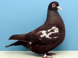 Carneau-Pigeon