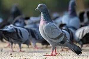 Common-Feral-Pigeon