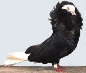 Old-Dutch-Capuchine-Pigeon