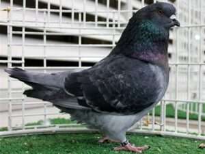 French-Mondain-Pigeon