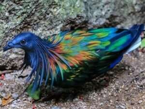 Nicobar-Pigeon