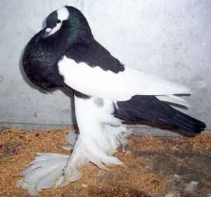 Reverswing-Pouter-Pigeon