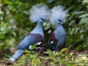 Western-Crowned-Pigeon