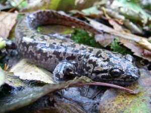 Coastal-Giant-Salamander